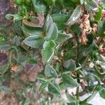 Mesembryanthemum cordifolium Blad