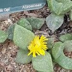 Pleiospilos compactusFlower