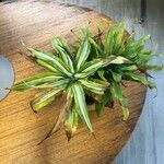 Dracaena fragrans Leaf