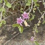 Grewia similis Flower