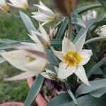 Tulipa turkestanica Flor