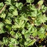 Alchemilla arvensis Лист