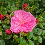 Rosa × damascena
