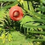 Taxus canadensis Frukto