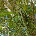 Tillandsia bulbosa Leaf