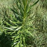 Lilium pyrenaicum Leaf