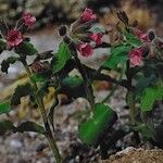 Pulmonaria rubra Habitus