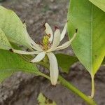 Magnolia × alba Flor