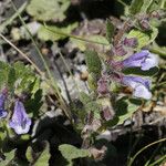 Scutellaria tuberosa Агульны выгляд