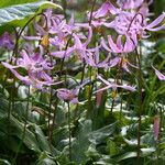 Erythronium revolutum Цветок