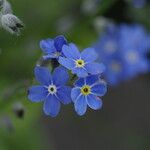 Myosotis sylvatica Fleur