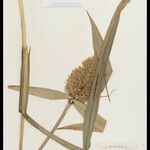 Scleria robusta Fruto
