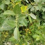 Alnus alnobetula Liść