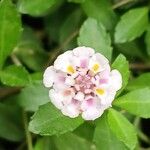 Phyla nodiflora Flower