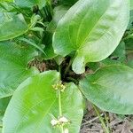 Echinodorus cordifolius Frunză