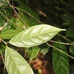 Siparuna cuspidata Leaf