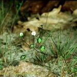 Spergula morisonii Hábitos