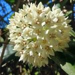 Hoya australis