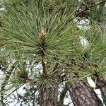 Pinus nigra Beste bat