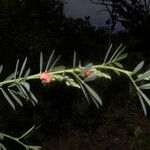 Indigofera lespedezioides Плод