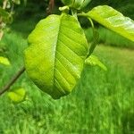 Magnolia acuminata Leaf