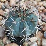 Melocactus azureus Φύλλο