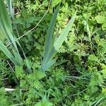 Iris pseudacorus Leaf