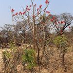 Erythrina abyssinica Habit