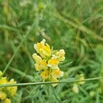 Linaria vulgarisBlüte