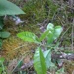 Oxydendrum arboreum Frunză