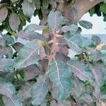 Ficus lutea 叶