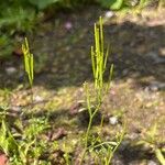 Cardamine hirsutaПлод