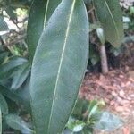Sideroxylon cinereum Leaf