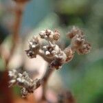 Argophyllum grunowii Flower