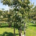 Hovenia dulcis 整株植物