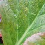 Bergenia crassifolia Leaf