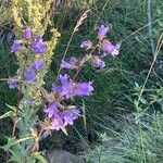 Campanula bononiensis Flower