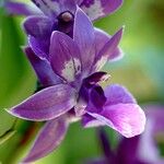 Dendrobium victoriae-reginae Квітка