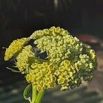 Levisticum officinale Flower