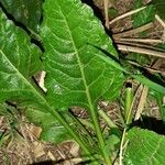 Beta vulgaris Leaf