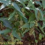 Paederota lutea Drugo