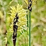 Carex pilosa Floare