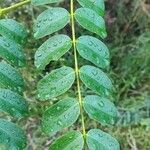 Caesalpinia bonduc Blad