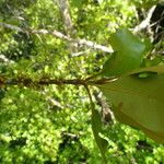 Pradosia cochlearia Leaf