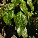 Hedera helix Hoja