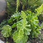 Aeonium canariense Лист