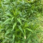 Solidago altissima Blad