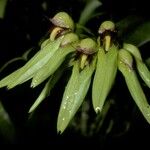 Bulbophyllum longiflorum Květ