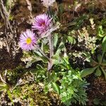 Erigeron uniflorus Květ