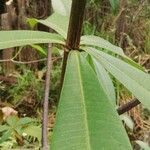 Alstonia congensis Leaf
